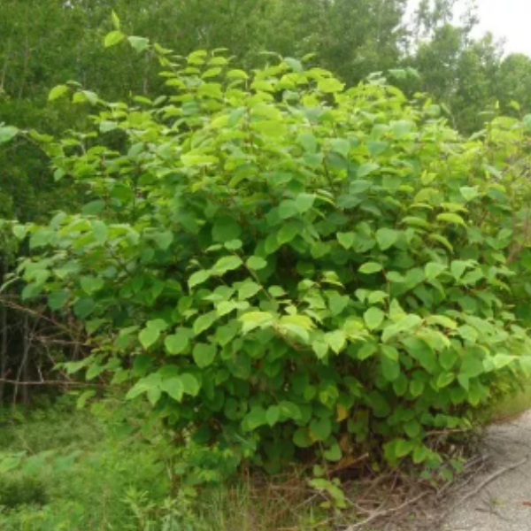 2026 Classes japanese knotweed 2