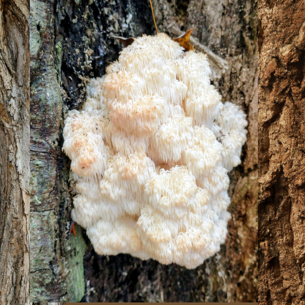 2026 Classes mushroom3